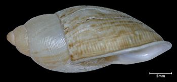 Media type: image;   Malacology 72769 Aspect: lateral